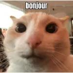 bonjour