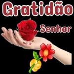 Gratidão Senhor