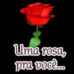 Bom dia Esta rosa é para você
