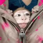 Carminha