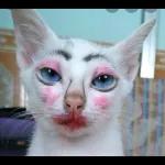 gatinho fofo