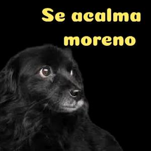 Se acalma moreno - getsticker.com