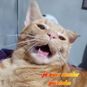 Fopk2p