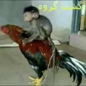 IjLyX4