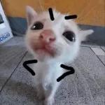 gato