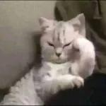 gatinho fofo
