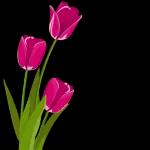 BOA NOITE ATÉ AMANHÃ