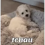 cachorro 