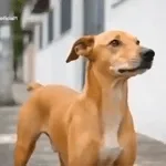 artist