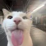 gatinho fofo