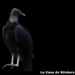 safada