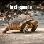  Boa Tarde