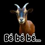 BOM DIA
AMORA MINHA
G