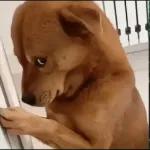 tô rindo por acaso?