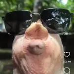 esa comigo por forever