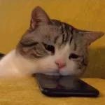 Gatos