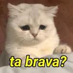 CONTA ESSE BABADO