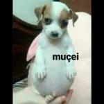 Kaedu 