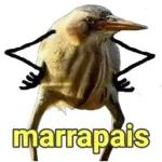 a culpa e sua 