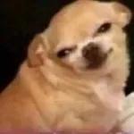 Chihuahua fofo