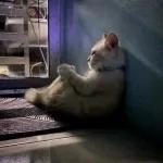 gatinho fofo