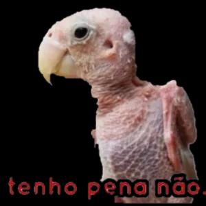 tenho pena não  - getsticker.com