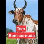Tem Bem cornuda