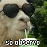 só animais 😂