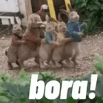bora!