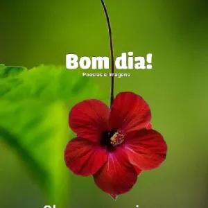 Bom dia! Poesias e imagens - getsticker.com