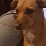 ミッキーマウスとミニーマウス