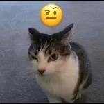 gato