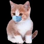 gatinho fofo