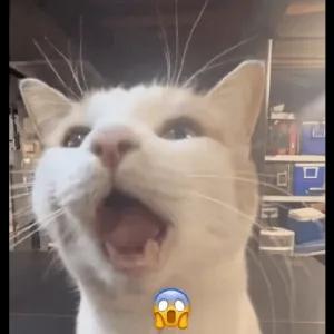 😨 - getsticker.com