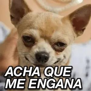 5as8di