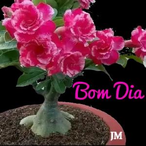 6j4Xas