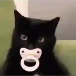 gato preto