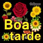 BOA TARDE 