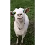 animadas