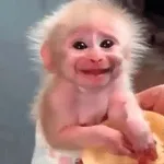 macaco 