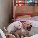 itu sangat mudah brother