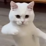 artist