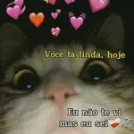 gatinho