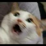 Gatinho triste, mimimi... 