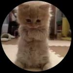 Gatos