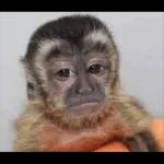 Se que mientes pero continúa