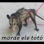 SEGUE O LÍDER Ⓡ bs²