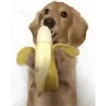 cachorro 