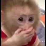 monos xd