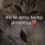 gatinho